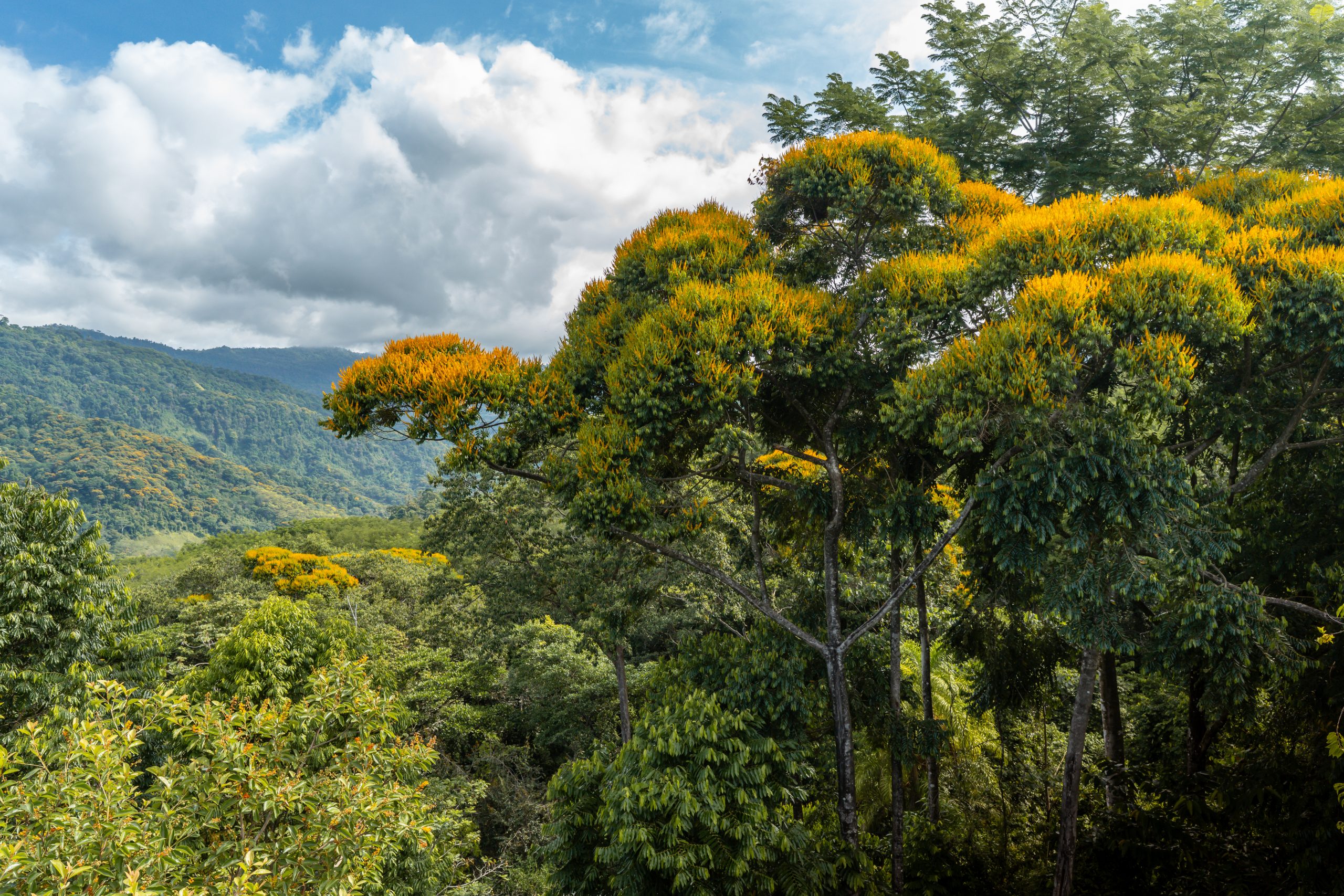 Views of the surrounding rainforest at Kura.